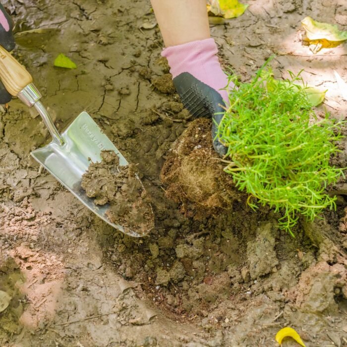 Stainless Steel Trowel: Premium Wood Handle - Image 6